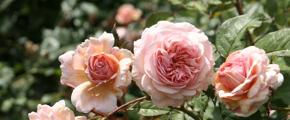Slideshow Image 2